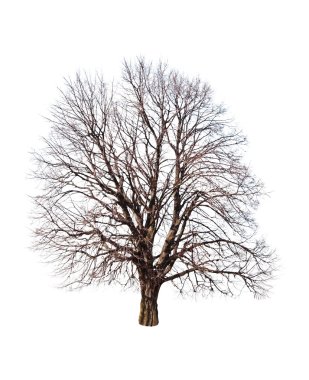 bare linden tree clipart