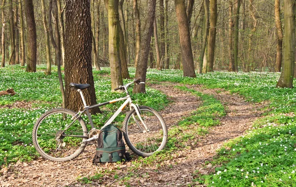 Rower w lesie — Zdjęcie stockowe