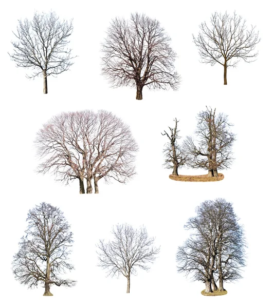 Collections of tree — Stock Photo, Image