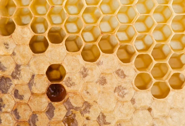 Full and empty honeycomb Royalty Free Stock Photos