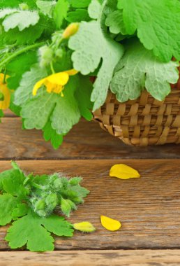 Yeşil kırlangıçotu