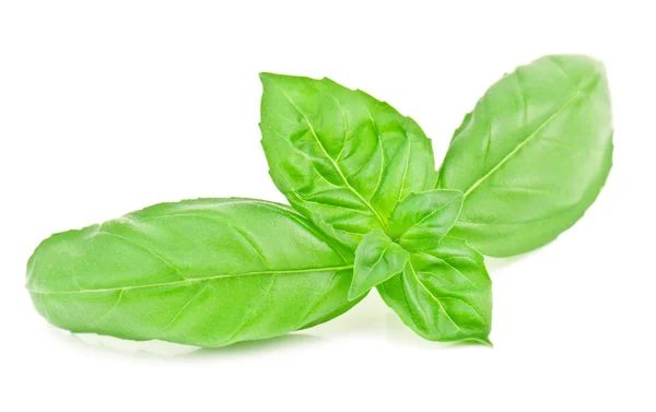 Basil leaves — Stock Photo, Image