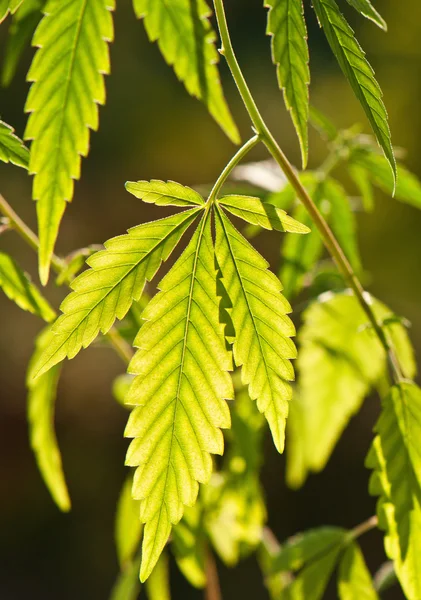 大麻叶 — 图库照片