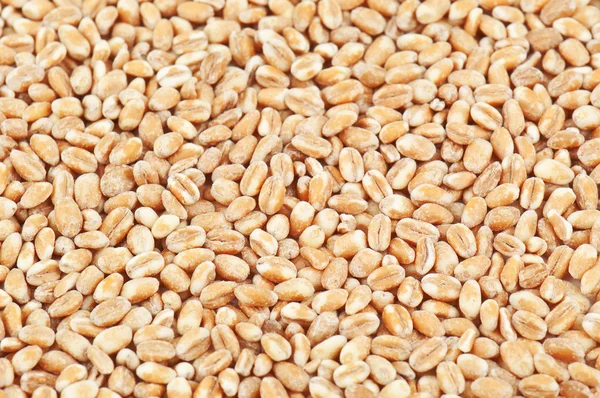 Wheat texture — Stock Photo, Image