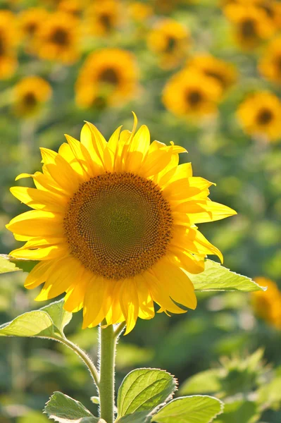 Weelderige suflowers veld — Stockfoto