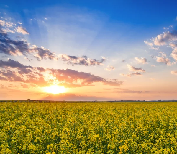 Campo de estupro no pôr do sol — Fotografia de Stock