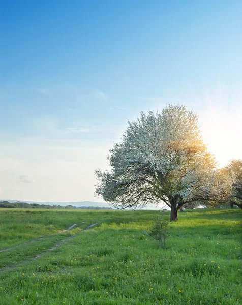 Blommande äppelträd — Stockfoto