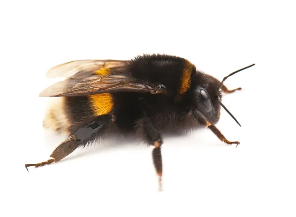 Canlı yaban arısı — Stok fotoğraf