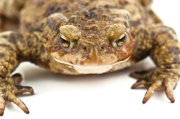 Уродливая жаба на белом — стоковое фото