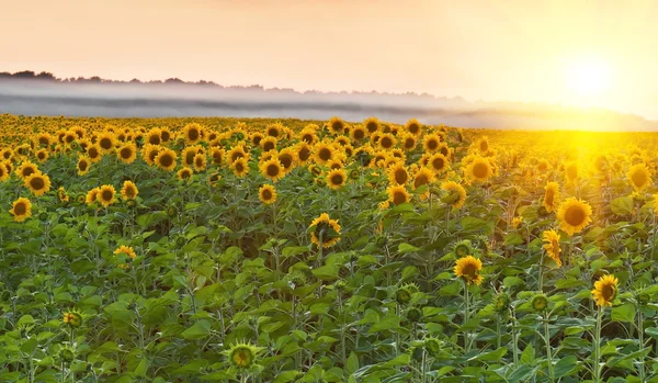 Slunečnicová pole na sunset — Stock fotografie