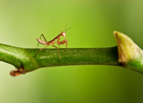 Young mantis — Stock Photo, Image