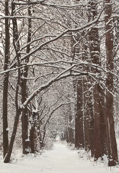 Insnöade vintern skog — Stockfoto