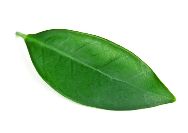 Green and lush tea leaf — Stock Photo, Image