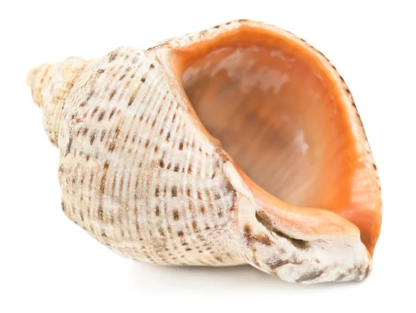 Sea shell on white — Stock Photo, Image