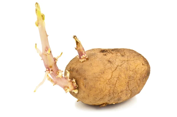 Sprouded potatoe — стокове фото