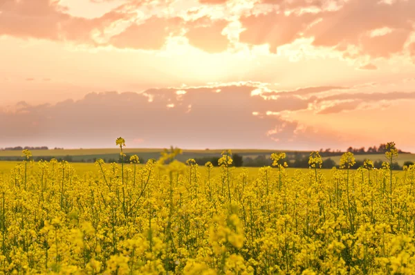 Yellow rape — Stock Photo, Image