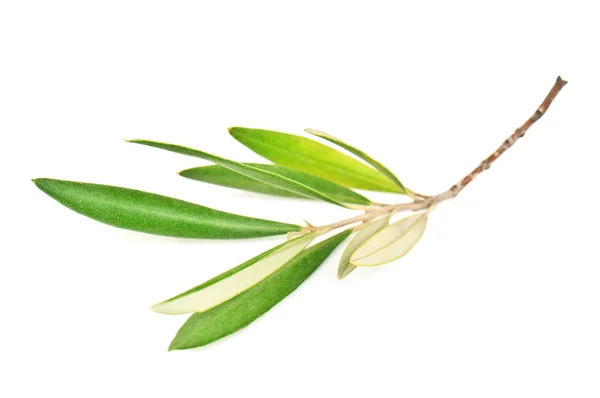 Zielony olive branch — Zdjęcie stockowe