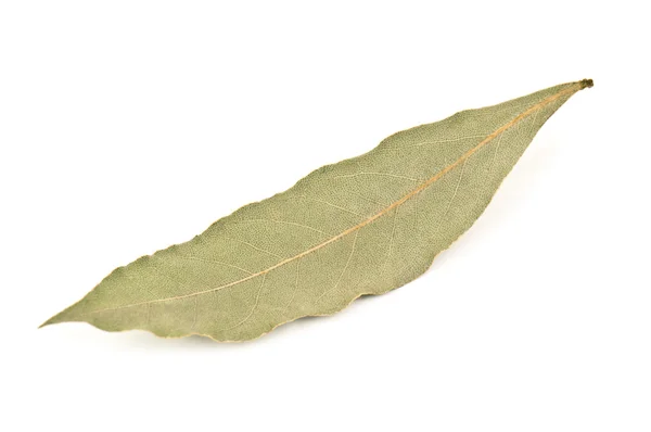 Bay leaf — Stock Photo, Image