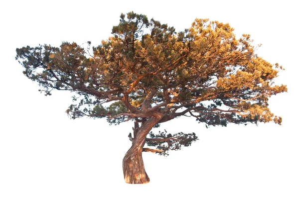 Old juniper tree — Stock Photo, Image