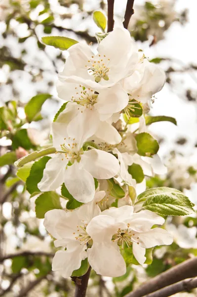 Spring apple blossom — Zdjęcie stockowe