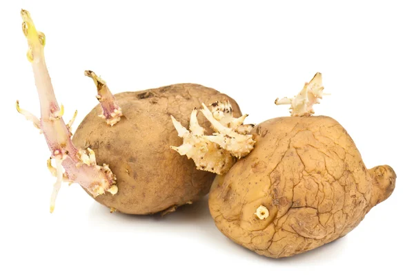 Sprouded картоплі — стокове фото