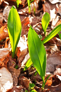büyüyen yabani sarımsak