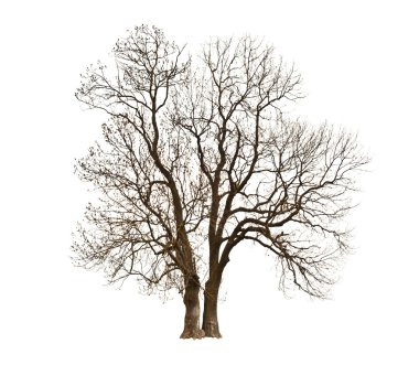 Automne çıplak ağaca