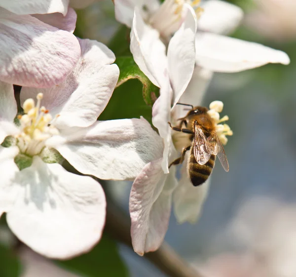 Ape in fiore di mele — Foto Stock