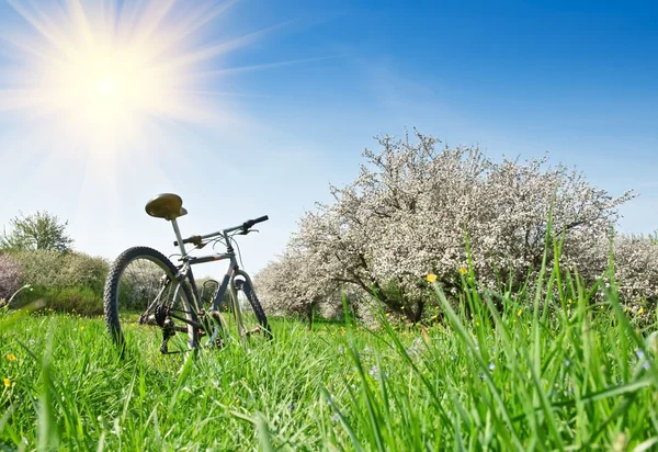 Cykel i apple trädgård — Stockfoto