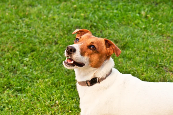 緑の草の上の犬 — ストック写真