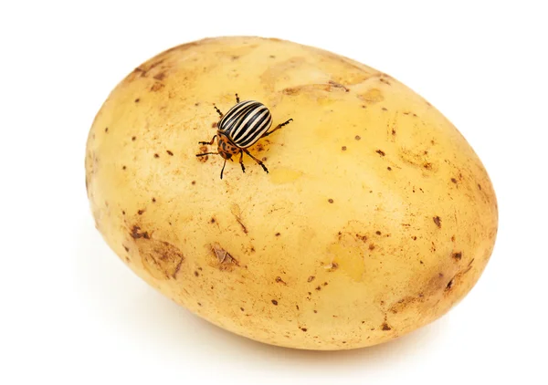 Картопляний жук і картопля — стокове фото
