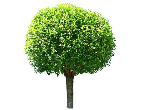 Round tree — Stock Photo, Image