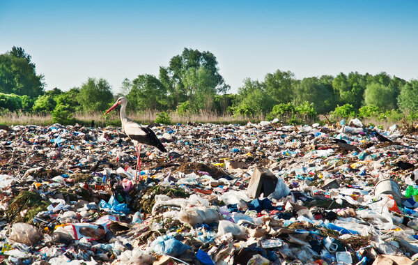 stork on the dump