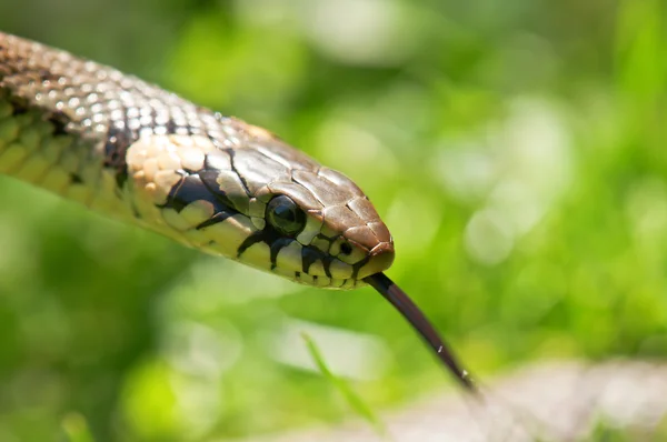 Cabeça de cobra — Fotografia de Stock