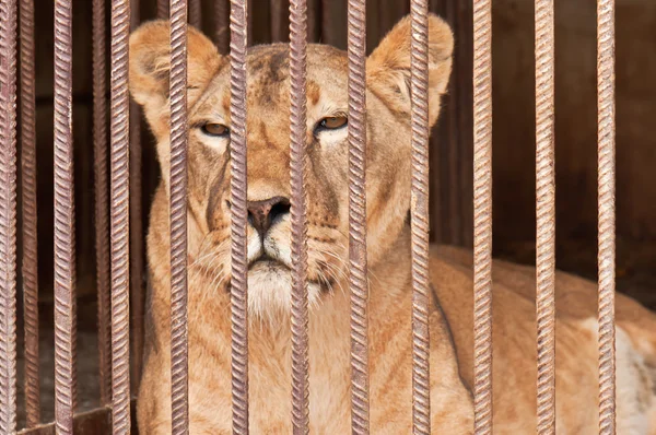 Lion in captivity — Stock Photo, Image