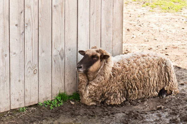 Schapen op de boerderij — Stockfoto