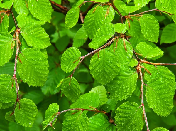 Våta beech löv — Stockfoto