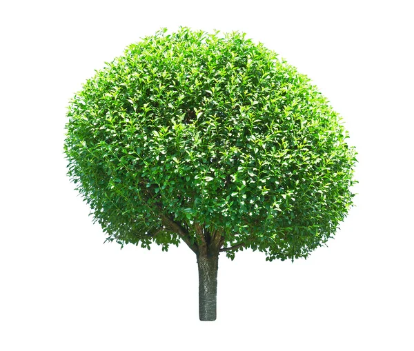 Árbol verde — Foto de Stock