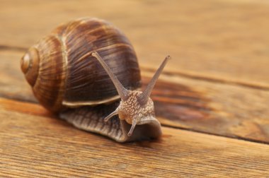 kahverengi salyangoz