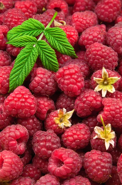 Raspberries texture — Stock Photo, Image