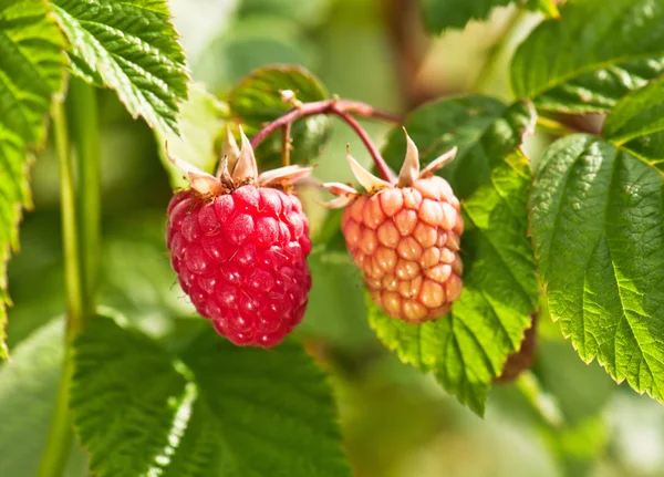 Sweet raspberries — Stock Photo, Image