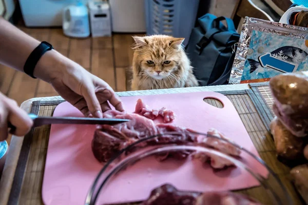 Голодний Кіт Спостерігає Він Ріже Сире Ясо Ножем — стокове фото