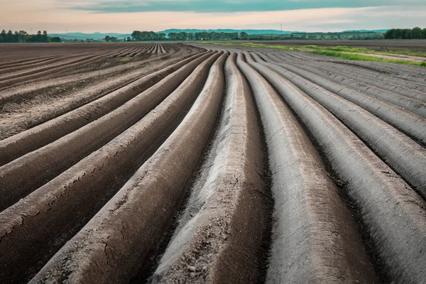 Vruchtbare Dappere Bruine Grond Landbouwveld Met Lange Rijen Het Voorjaar — Stockfoto
