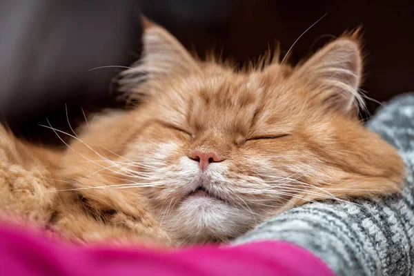 Bonito Feliz Dormindo Vermelho Gato — Fotografia de Stock