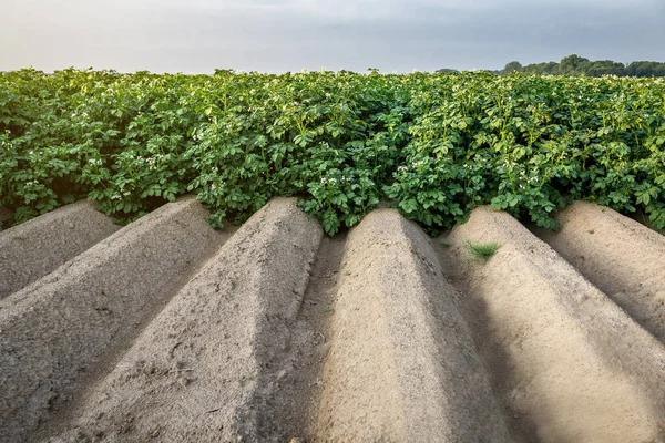 Çimenli Yeşil Patates Çalıları Tarımsal Alanda Kürek Çekmek — Stok fotoğraf