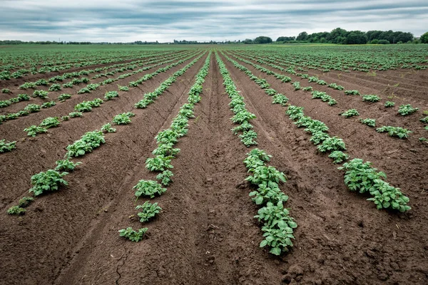 Rows Young Sprouted Potato Plantation Agricultural Field — Stock Photo, Image