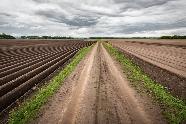 Landelijke Weg Tussen Landbouwveld Met Vele Rijen Voor Aardappelteelt — Stockfoto