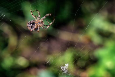 Canlı, çirkin bahçe haçı örümceği yeni ağ örüyor