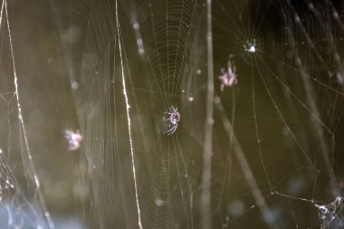İnternette yaşayan korkunç haç örümcekleri