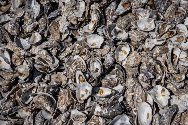 Bir doku olarak istiridye kabukları